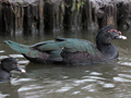 Muscovy Duck